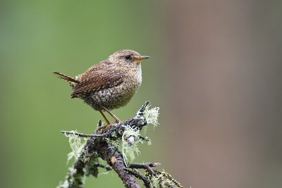 winter wren 062611_MG_8208