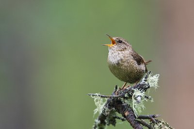 winter wren 062611_MG_8322