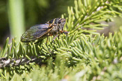 cicada, Okanagana sp. 070411IMG_8140