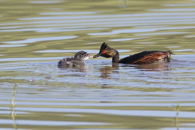 eared grebes 070211_MG_9947