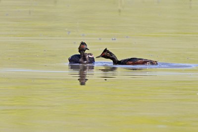 eared grebes 070211_MG_0055
