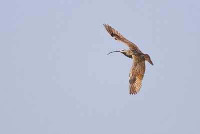 long-billed curlew 070211_MG_1277