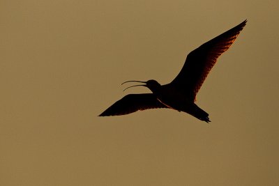 long-billed curlew 070211_MG_1971