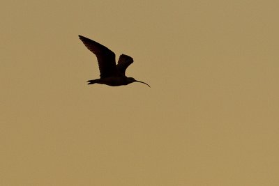 long-billed curlew 070211_MG_2090