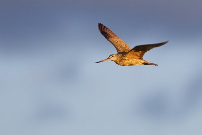 marbled godwit 070111_MG_9957