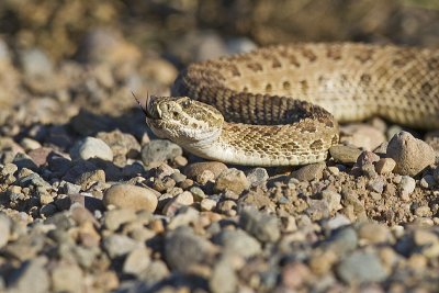 prairie rattlesnake 070211_MG_0171