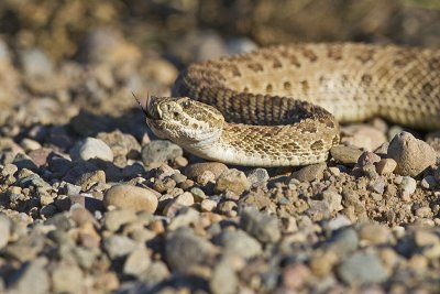 prairie rattlesnake 070211_MG_0171
