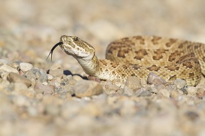 prairie rattlesnake 070211_MG_0263
