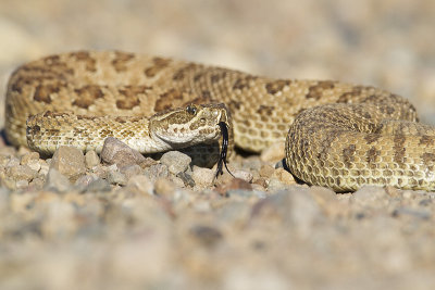 prairie rattlesnake 070211_MG_0281