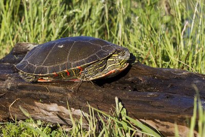 painted turtle 070311IMG_7679