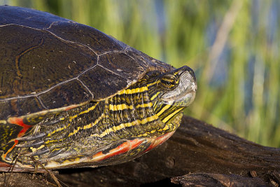 painted turtle 070311IMG_7893