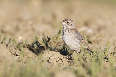 vesper sparrow 070211_MG_0735