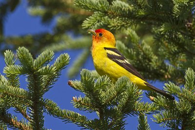 western tanager 070411_MG_0365