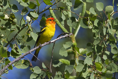 western tanager 070411_MG_0494