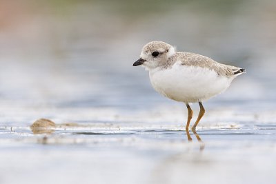 piping plover 071011_MG_3586