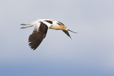 american avocet 071011_MG_3772