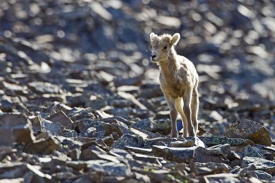 bighorn sheep 071711_MG_6489