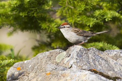 chipping sparrow 071611_MG_5954