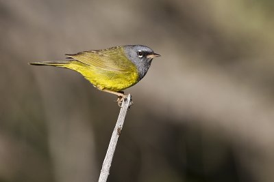 macgillivray's warbler 071711_MG_6261