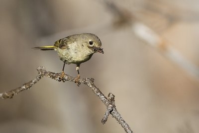 ruby-crowned kinglet 071711_MG_6115