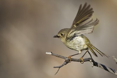 ruby-crowned kinglet 071711_MG_6177