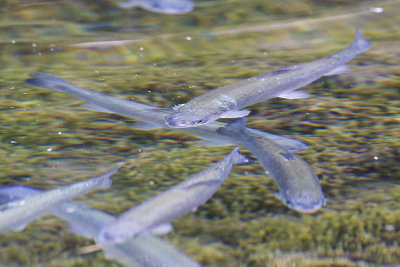 trout 071611_MG_4983