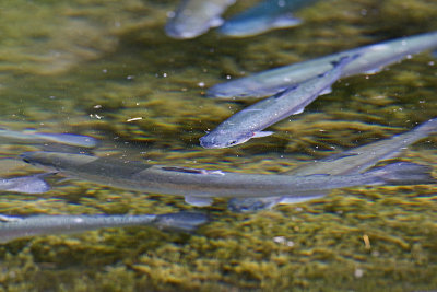 trout 071611_MG_5130