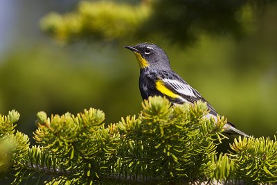 yellow-rumped warbler 071611_MG_5880 copy.jpg