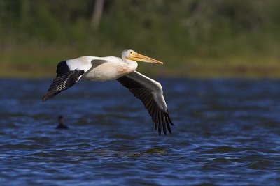 american white pelican 080111_MG_9705