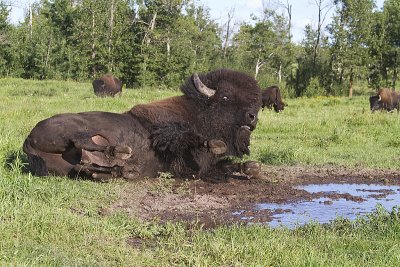 bison 080611_MG_3704