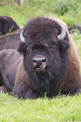 bison 080711_MG_0981