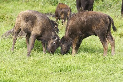 bison 080711_MG_1365