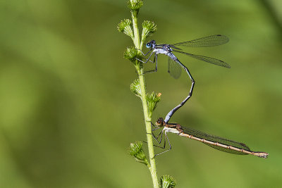 spread-winged damselflies 073011IMG_9151