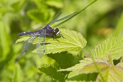 dot-tailed whiteface 072311_MG_3474