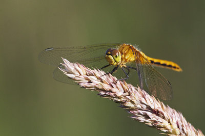 cherry-faced meadowhawk 072411IMG_8972