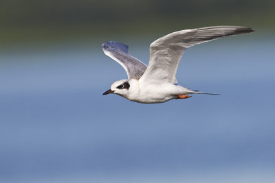forster's tern 073011_MG_8294