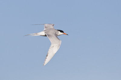 forster's tern 073011_MG_8298