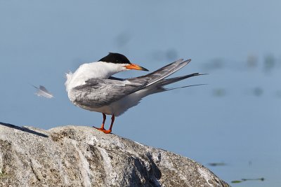 forster's tern 073011_MG_8400