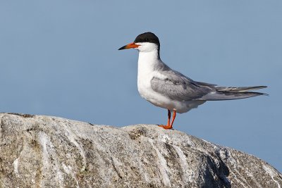 forster's tern 073011_MG_8446