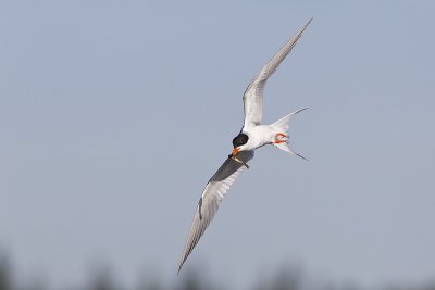 forsters tern 073011_MG_8603