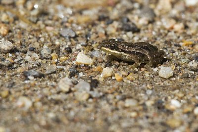 boreal chorus frog 072311IMG_8315