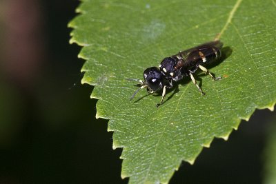crabronid wasp (Crabro sp., female?) 073011IMG_9753