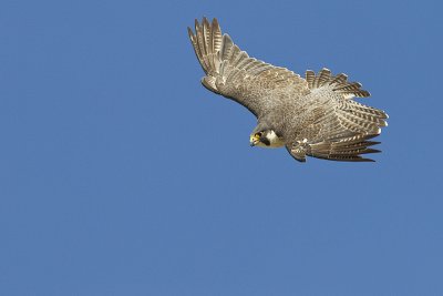 peregrine falcon 080811_MG_1711