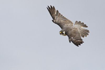 peregrine falcon 080811_MG_1729