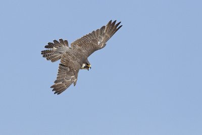 peregrine falcon 080811_MG_1826