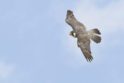 peregrine falcon 080811_MG_1906