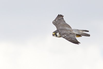 peregrine falcon 080811_MG_1989