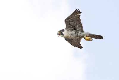 peregrine falcon 080811_MG_2297