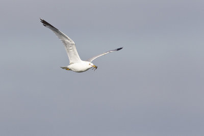ring-billed gull 073111_MG_8807