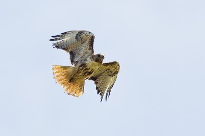 red-tailed hawk 073111_MG_9471